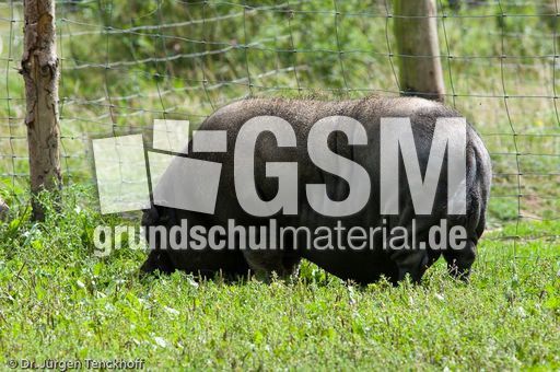 Hängebauchschwein (7 von 37).jpg